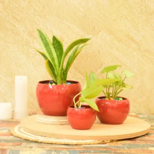 Ivy Iron Red Set of 3 Pots